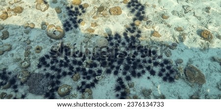 School of sea urchin stay on the seabed under clear calm and transparent seawater with coral reef as the background