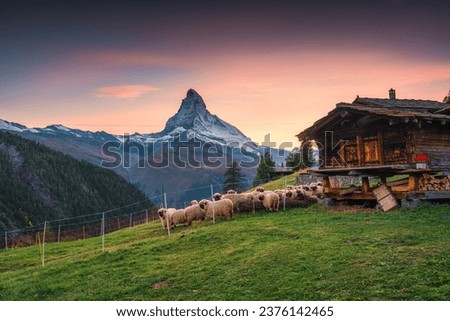 Beautiful landscape of sunset over Matterhorn iconic mountain, Swiss alps with flock of Valais blacknose sheep in stallation and wooden hut on hill at Zermatt, Switzerland Royalty-Free Stock Photo #2376142465