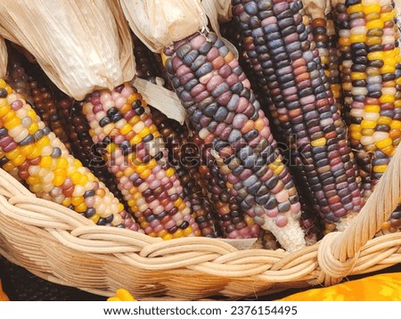 Glass gem corn organic seed in the basket Royalty-Free Stock Photo #2376154495