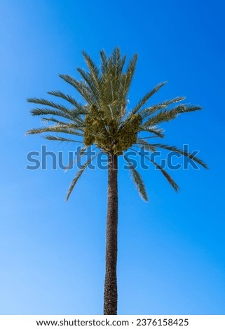 bottom-up view of a tropical palm tree and its fruits on a sunny day against a blue sky
