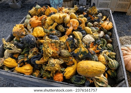 Diverse assortment of colorful pumpkins. Autumn harvest.