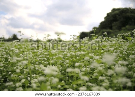 Under a clear, clear sky, whiter buckwheat flowers add to the scenery. Buckwheat flowers in a country buckwheat field