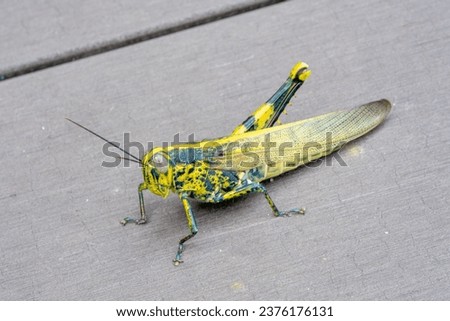 big giant Javanese grasshopper yellow black one leg close up Royalty-Free Stock Photo #2376176131