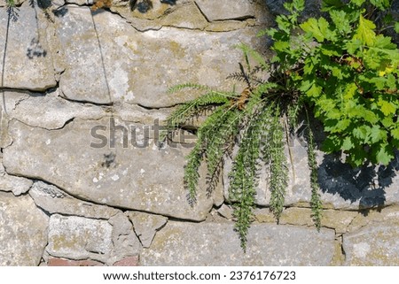 An old stone wall, in the cracks of which small "pioneer" plants have made their home.Small plants that inhabit very inhospitable habitats - these particular plants chose to grow in the cracks. Royalty-Free Stock Photo #2376176723
