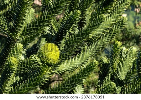 Araucaria columnaris, the coral reef araucaria, Cook pine, New Caledonia pine, Cook araucaria, or columnar araucaria, is a species of conifer in the family Araucariaceae Royalty-Free Stock Photo #2376178351