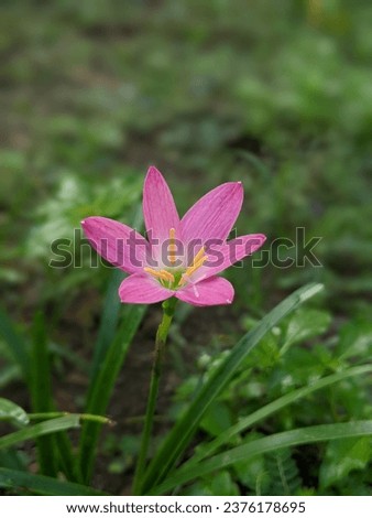 Pink Flower was bloom in the grass