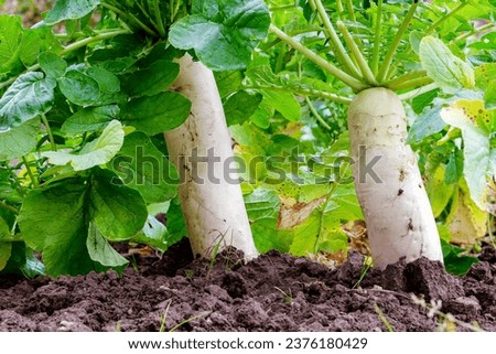 Daikon in the bed in natural conditions. Root vegetable in the ground Royalty-Free Stock Photo #2376180429