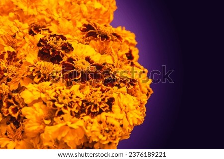Marigold yellow flowers isolated on violet background. Сoncept Diwali Festival, Day of the Dead Mexican Festival, Chinese mid autumn festival, holiday template. Top view, flat lay, copy space