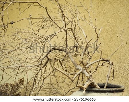 A large vase was placed with dried flowers. Branches come to decorate. Royalty-Free Stock Photo #2376196665