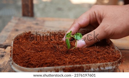 someone who is planting young plant shoots in cocopeat media Royalty-Free Stock Photo #2376197601
