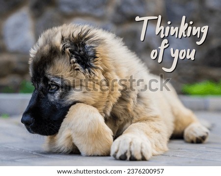 Thinking of you - card. Cute Caucasian Shepherd puppy is bored.