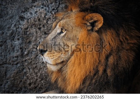 A lion waiting besides a giant rock preparing for hunting prey