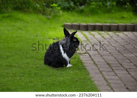 Lion head rabbit black and white in nature. High quality photo