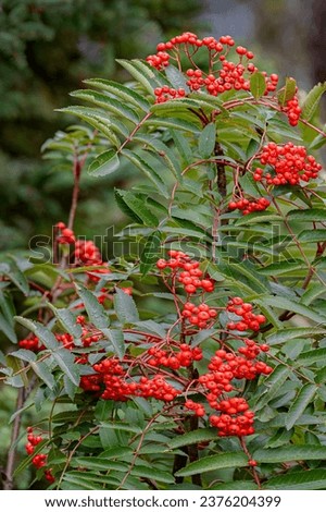 Mountain Ash berries grow on the side of Oberg Mountain, Cook County, Minnesota Royalty-Free Stock Photo #2376204399