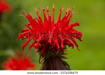 Bright Red Bee Balm in Garden Royalty-Free Stock Photo #2376208679