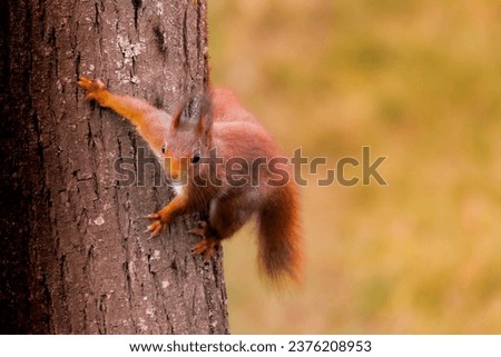 Squirrel on a tree- Sciurus vulgaris