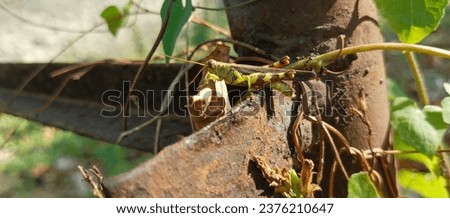 Leaf Grasshoppers often eat leaves
