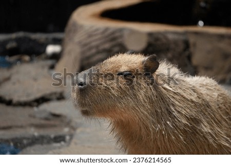 A Capybara relaxing during the day