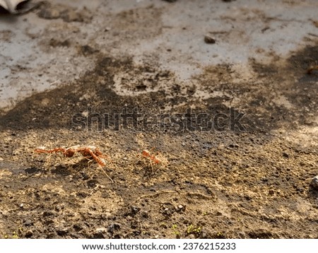 Red ants or often called klangkrang insects carry food during the day 