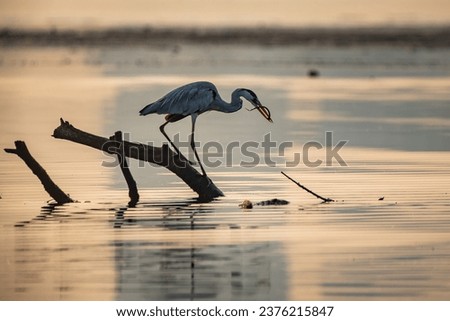 A Grey Heron Ardea cinerea eating an eel, on a branch over jakarta Bay, golden hour