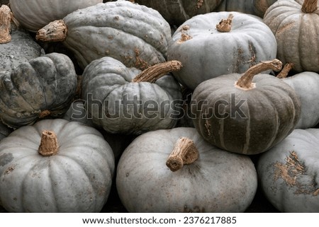Collection of fresh picked Pumpkins outdoors close up full frame as background