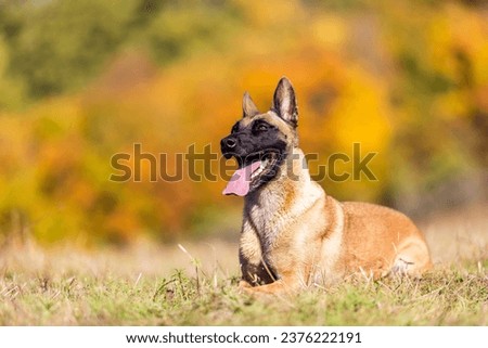 The Belgian Sheepdog has become the most popular working dog. Royalty-Free Stock Photo #2376222191