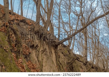 A loess gorge with trees growing on its slope. Trees with exposed roots against the blue sky.Autumn in the gorge (within the borders of Sandomierz). A gorge, abundantly and picturesquely overgrown. Royalty-Free Stock Photo #2376222489