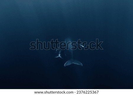 Humpback whale mum and baby in the deep blue waters of Tonga. Royalty-Free Stock Photo #2376225367