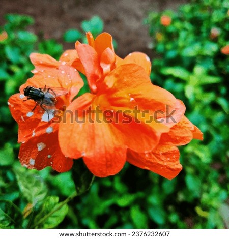 Orange firecracker flowers in bloom.  Orange marmalade firecracker flowers 
 or Crossandra infundibuliformis is a species of flowering plant in the family Acanthaceae.