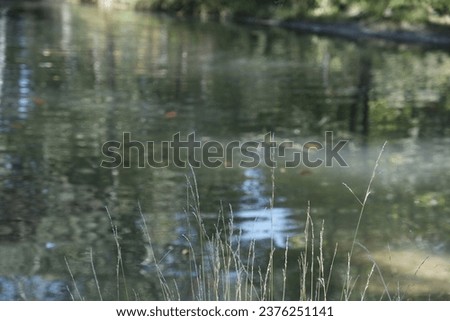 thin spikelets against the background of water in green colors