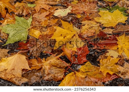 Red, yellow maple leaves on wet ground. Rainy weather forecast. Colorful autumn leaves laying on the wet pavement. Colorful autumn background Royalty-Free Stock Photo #2376256343