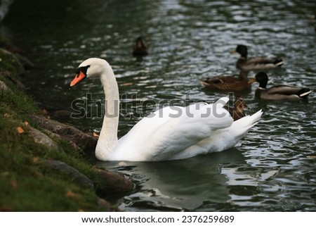 Swans are birds of the family Anatidae within the genus Cygnus. The picture of swan was taken in the park of the town Cesis, Latvia