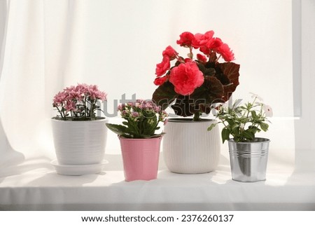 Different beautiful flowers in pots on windowsill Royalty-Free Stock Photo #2376260137