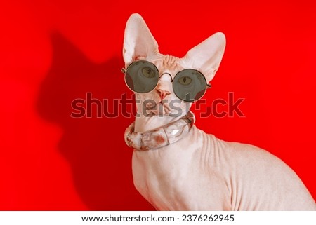 A cat wearing sunglasses is pictured on a vibrant red background. This image can be used to add a fun and playful touch to various projects.