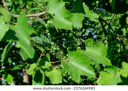 Delicate small fruits and green leaves of grape vine in a sunny summer garden, beautiful outdoor monochrome background photographed with soft focus