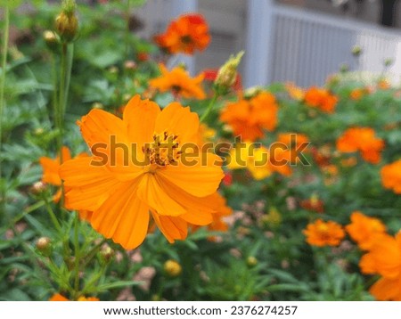 Vibrant Yellow Marigold in Lush Garden – Beautiful Floral Scene, Perfect for Nature, Gardening, and Bright Summer Vibes. High-Quality Stock Photo.