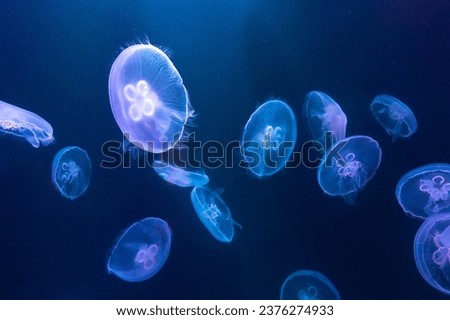 Big Jellyfish in large aquarium in Dubai Royalty-Free Stock Photo #2376274933
