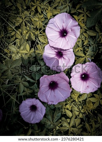 Vivid Pink Morning Glory Blossoms – Nature's Morning Showstoppers, Perfect for Garden, Freshness, and Floral Beauty Concepts. High-Quality Stock Photo.