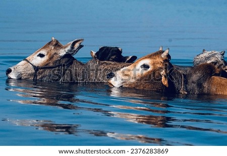 A beautiful picture rich in cow and river 