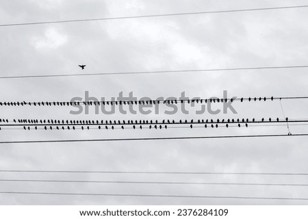 A flock of black birds on electrical wires. Minimalistic photography Royalty-Free Stock Photo #2376284109