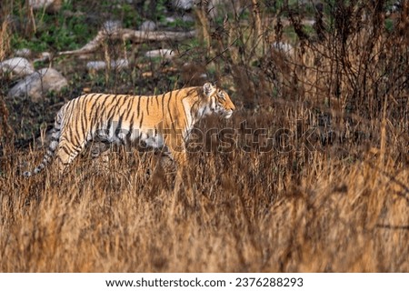 indian wild female tiger or panthera tigris side profile walking or territory stroll prowl terai region forest in natural scenic grassland in day safari at jim corbett national park uttarakhand india Royalty-Free Stock Photo #2376288293