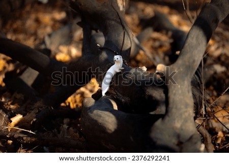 Least weasel in the winter coat in autumn forest close up portrait Royalty-Free Stock Photo #2376292241