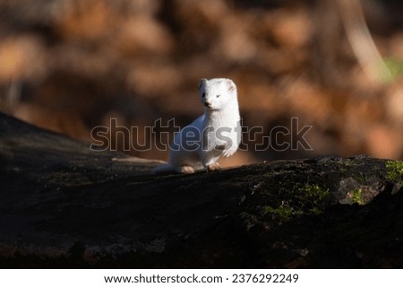 Least weasel in the winter coat in autumn forest close up portrait Royalty-Free Stock Photo #2376292249