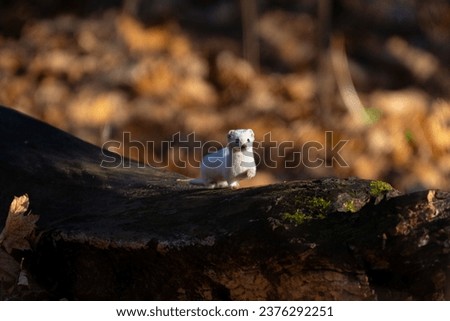 Least weasel in the winter coat in autumn forest close up portrait Royalty-Free Stock Photo #2376292251