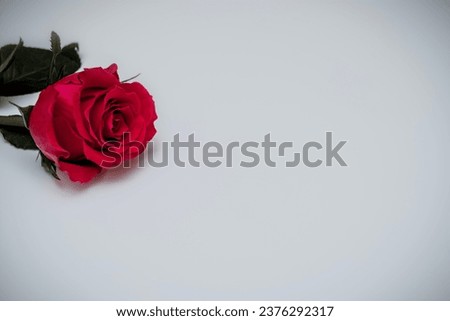A realistic image of a single red rose on a plain gray and white background with vignetting. The rose is located in the upper left corner of the image and has a green stem and leaves. Copy space. 