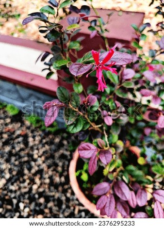 Loropetalum chinense is commonly known as loropetalum,Chinese fringe flower and strap flower. In this picture rain drops on loropetalum flowers and leaves add extra beauty and make it more attractive 