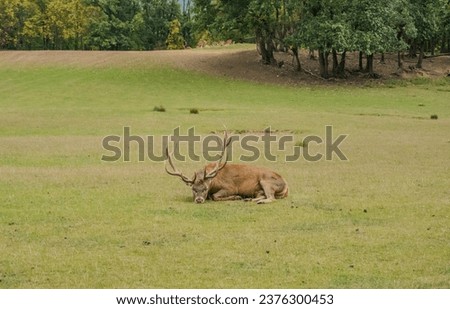 Picture of a deer lying down on the grass. Rests on an autumn day. Czech Royalty-Free Stock Photo #2376300453