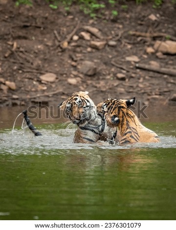 two wild male bengal tigers or brothers in action fighting for territory in pond water in monsoon season in safari at ranthambore national park forest tiger reserve sawai madhopur rajasthan india asia