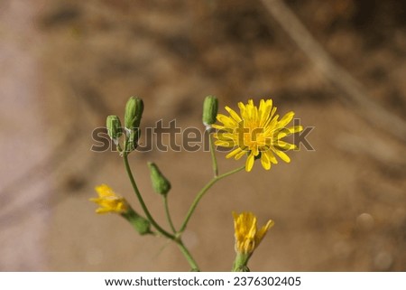 Detail picture od yellow flower of Crepis Foetida with colorful blurry background.
