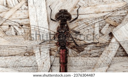 
Dragonfly with a red body and transparent mesh wings on a background of light wooden textured plywood, macro close-up, top view